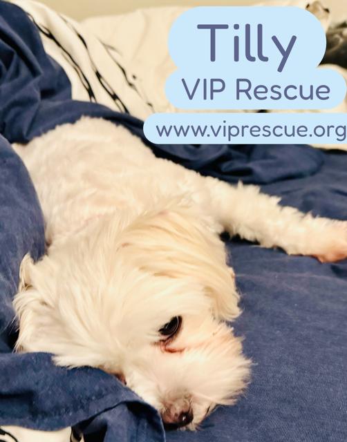 Enlarge Tilly /Redington Beach, a ADOPTABLE mixed breed in Redington Beach, FL image 2/6