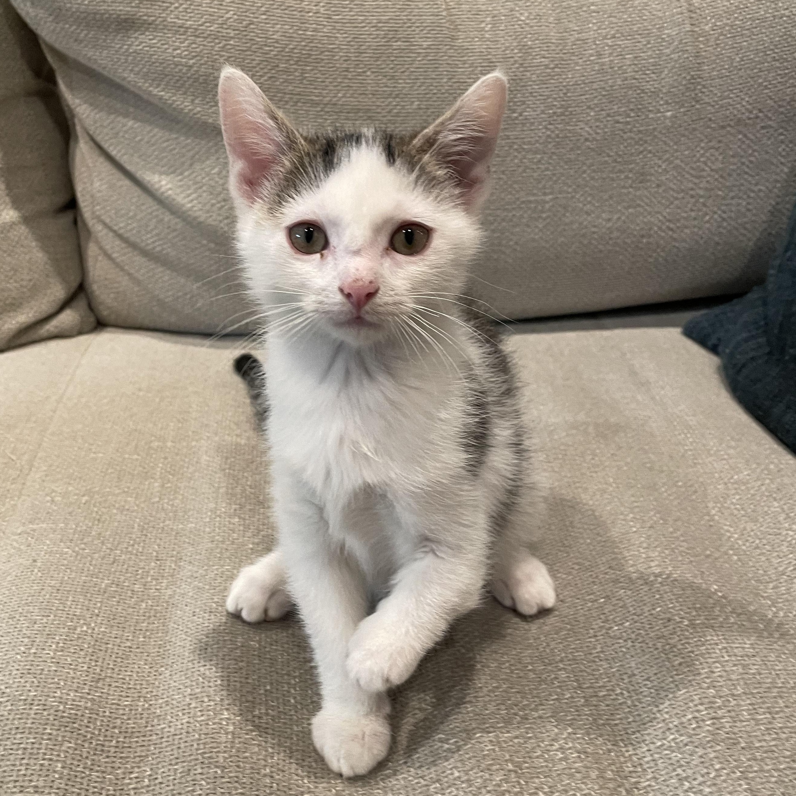 Emerson, adopted, Kitten Male Domestic Short Hair.
