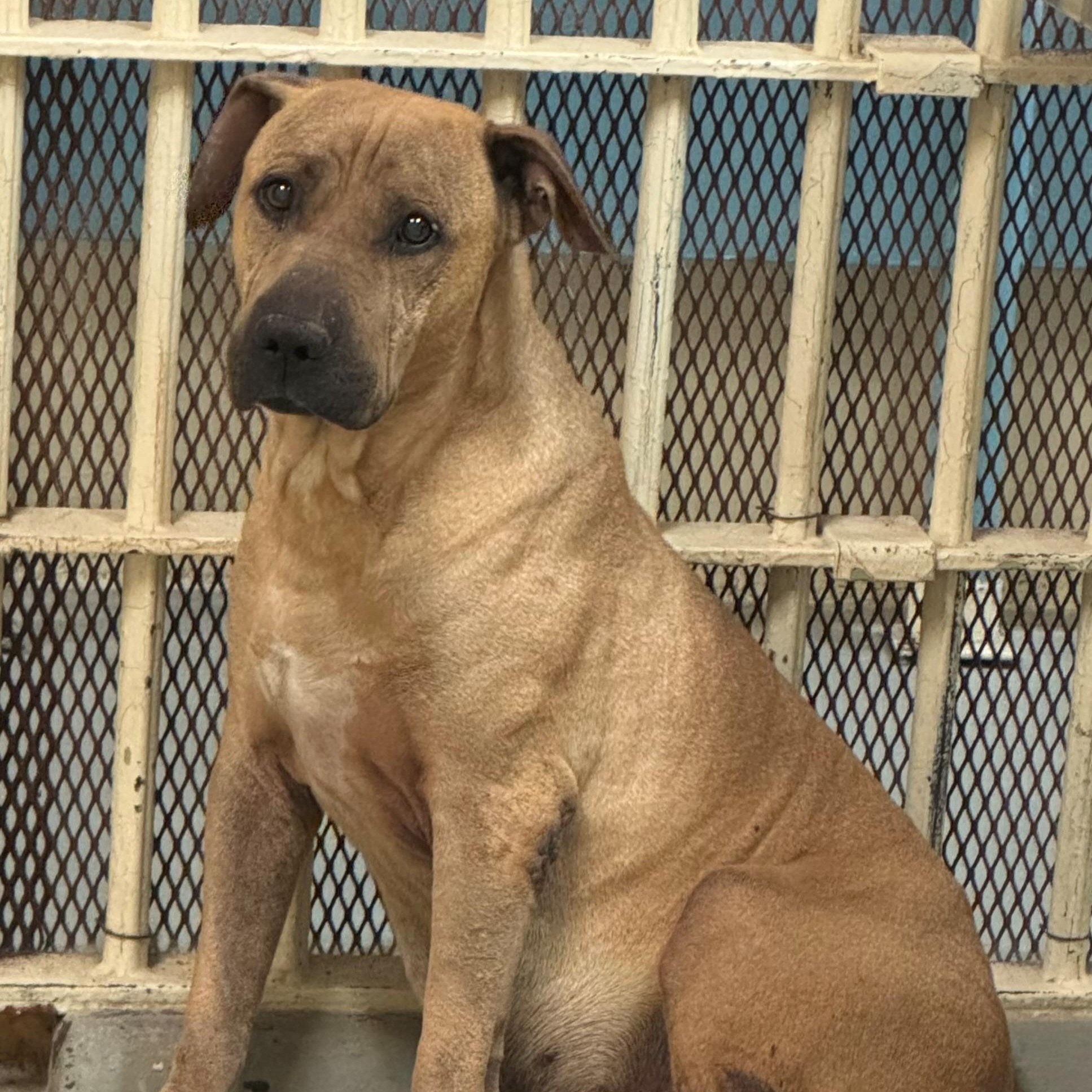 Enlarge Flaco 4147, a Adoptable mixed breed in Phoenix, AZ image 1/1