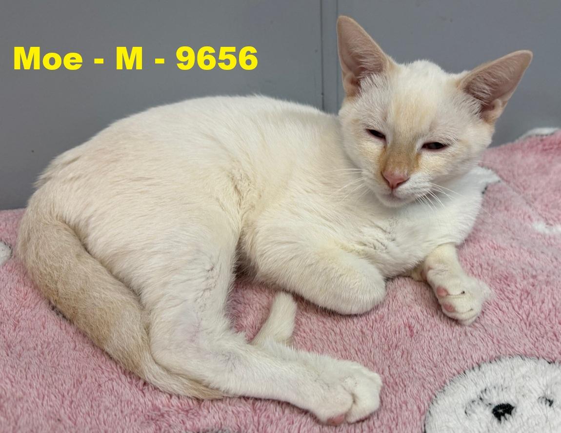 Moe, adopted, Young Male American Shorthair.