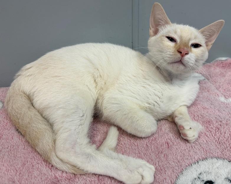 Moe, an adopted American Shorthair in Weatherford, TX image 2/2