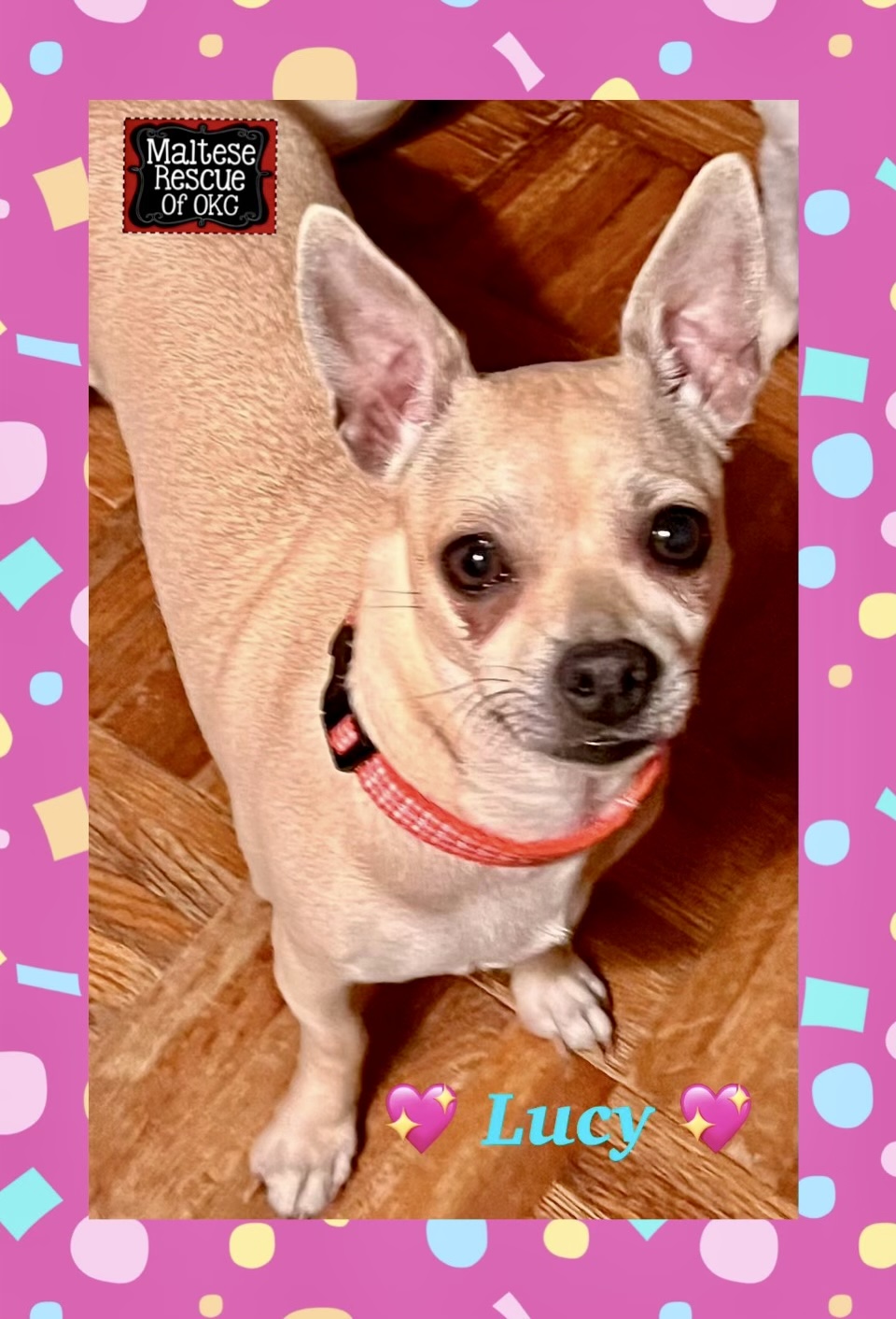 Enlarge Lucy, a Adoptable Chihuahua in Oklahoma City, OK image 1/1