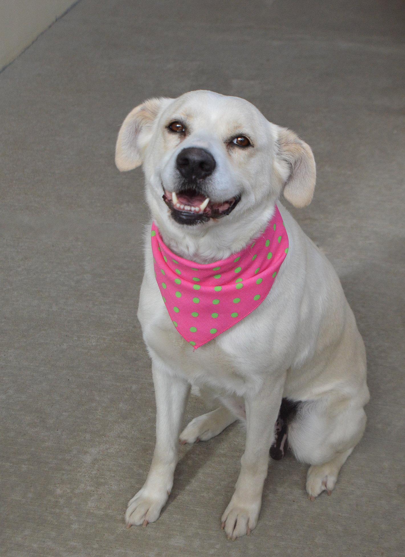 Enlarge Lady Bugsy, a Adoptable Labrador Retriever in McKinney, TX image 1/3