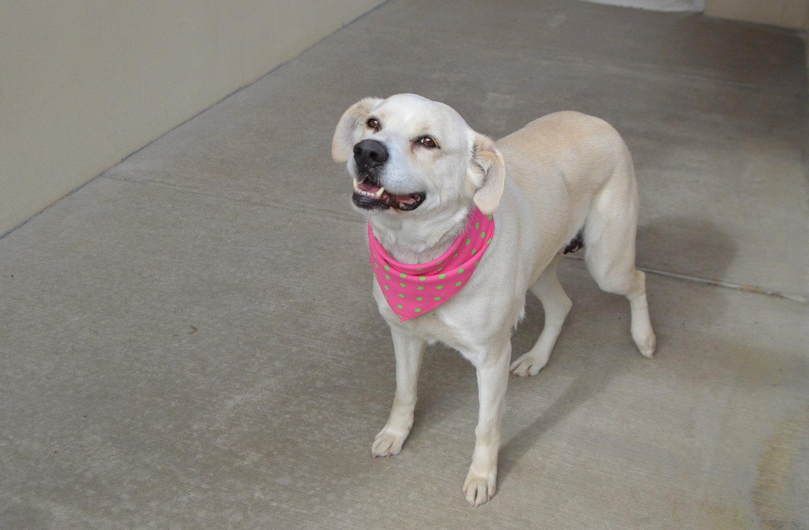 Lady Bugsy, Adoptable, Senior Female Labrador Retriever.