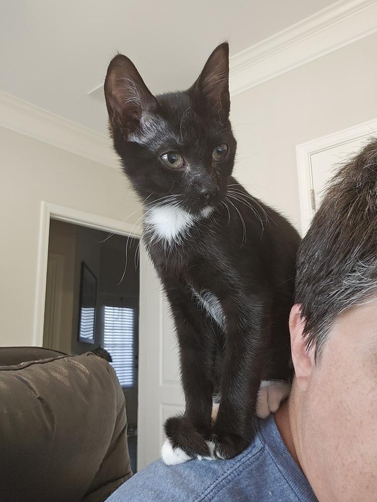 Dopey, Adoptable, Young Male Domestic Short Hair.