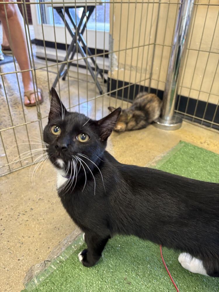 Dopey, a Adoptable mixed breed in Powder Springs, GA image 2/6