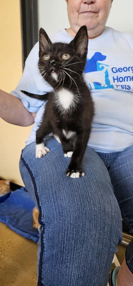 Dopey, a Adoptable mixed breed in Powder Springs, GA image 3/6