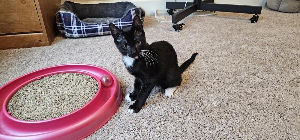 Dopey, a Adoptable mixed breed in Powder Springs, GA image 4/6