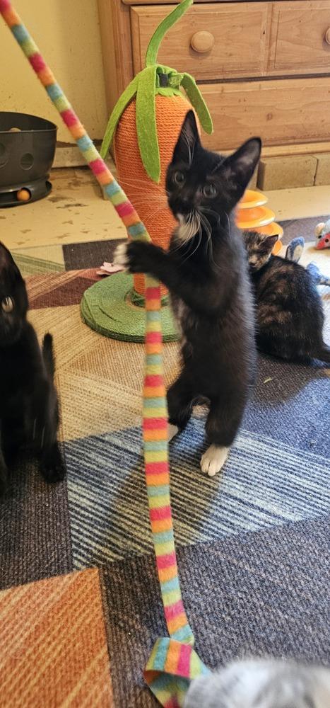 Dopey, a Adoptable mixed breed in Powder Springs, GA image 5/6