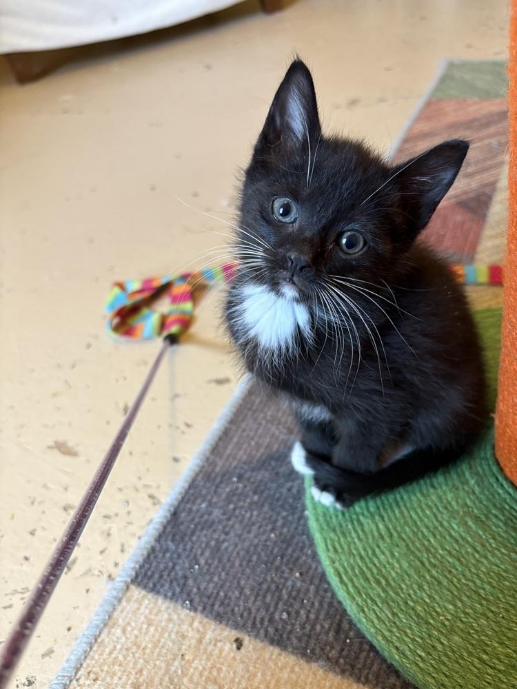 Dopey, a Adoptable mixed breed in Powder Springs, GA image 6/6