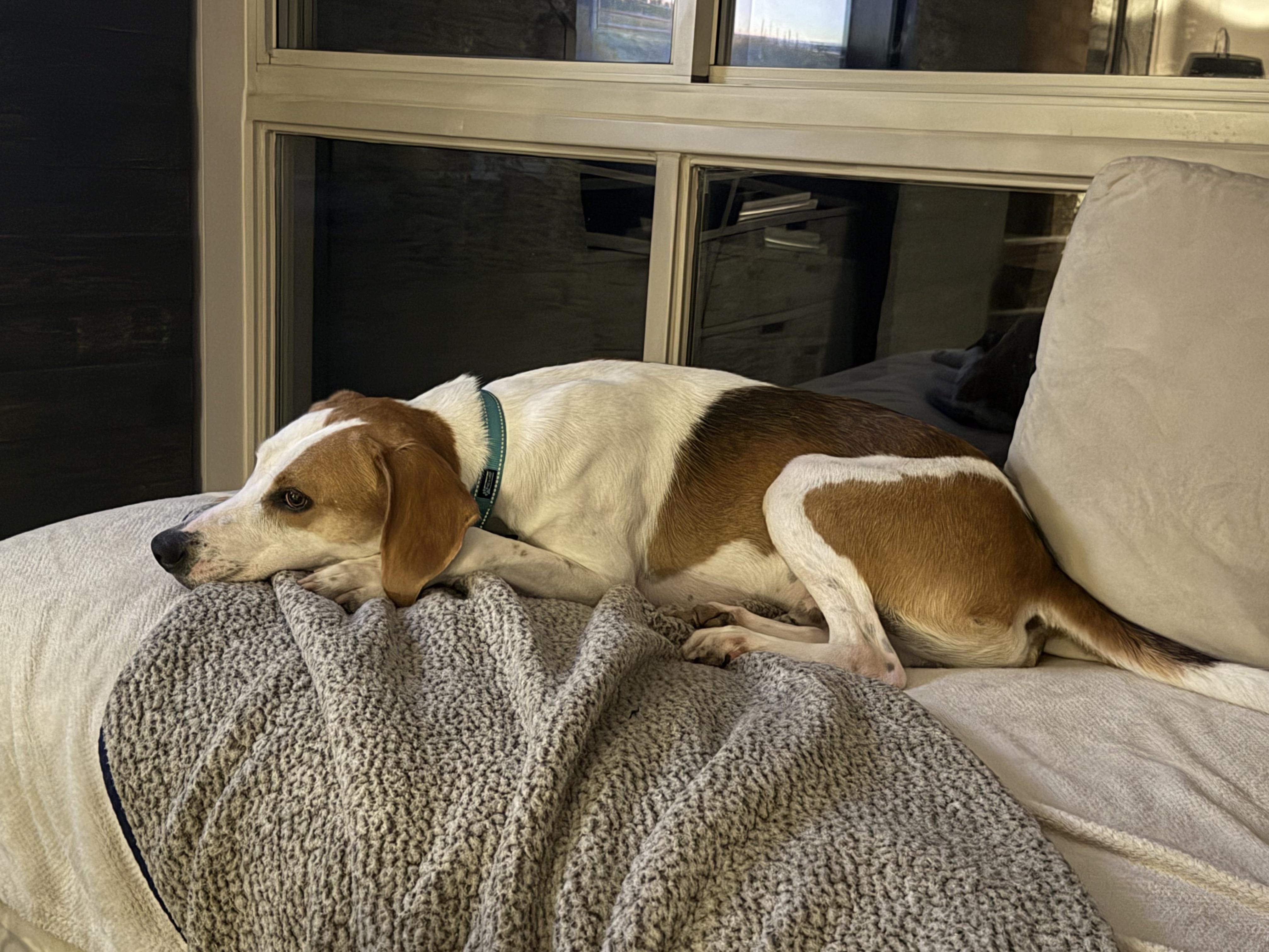 Beau Edgecombe, a Adoptable Foxhound in Waldorf, MD image 6/6