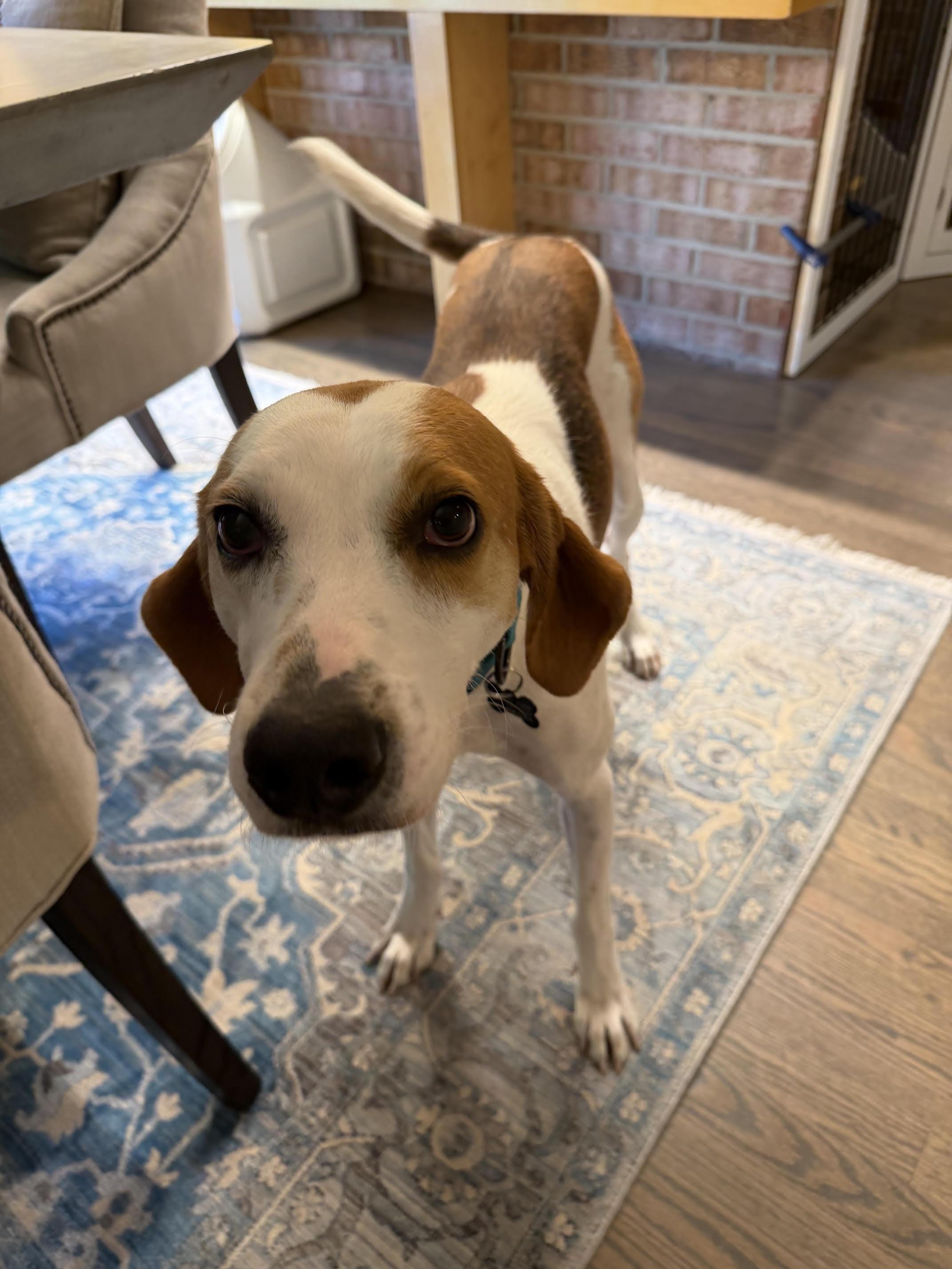 Beau Edgecombe, a Adoptable Foxhound in Waldorf, MD image 4/6