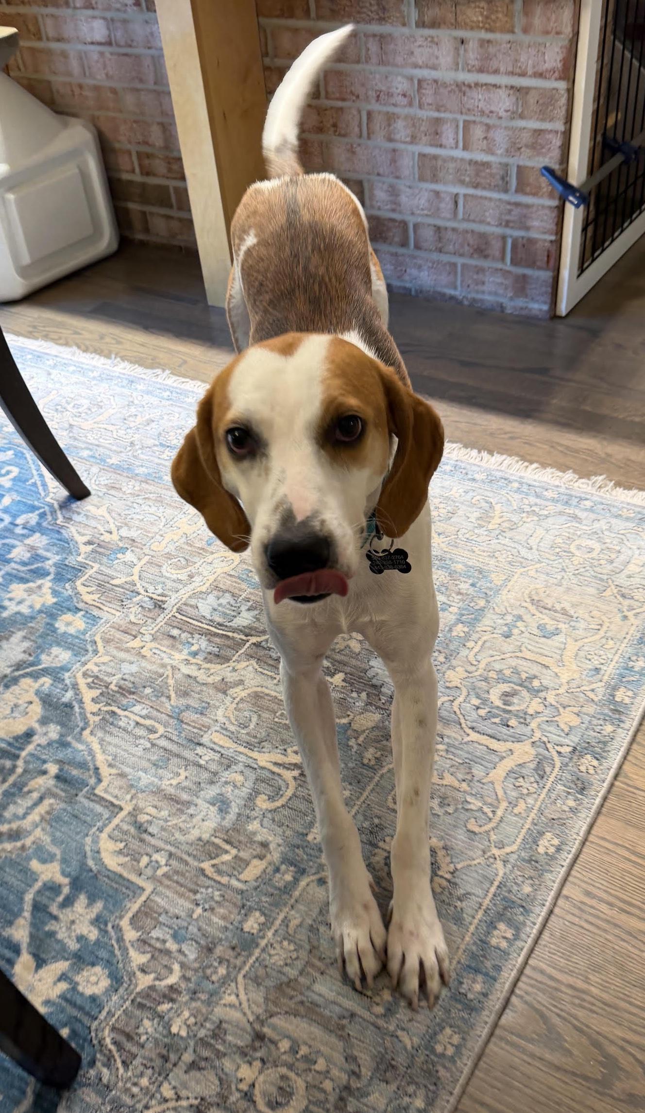 Beau Edgecombe, a Adoptable Foxhound in Waldorf, MD image 5/6