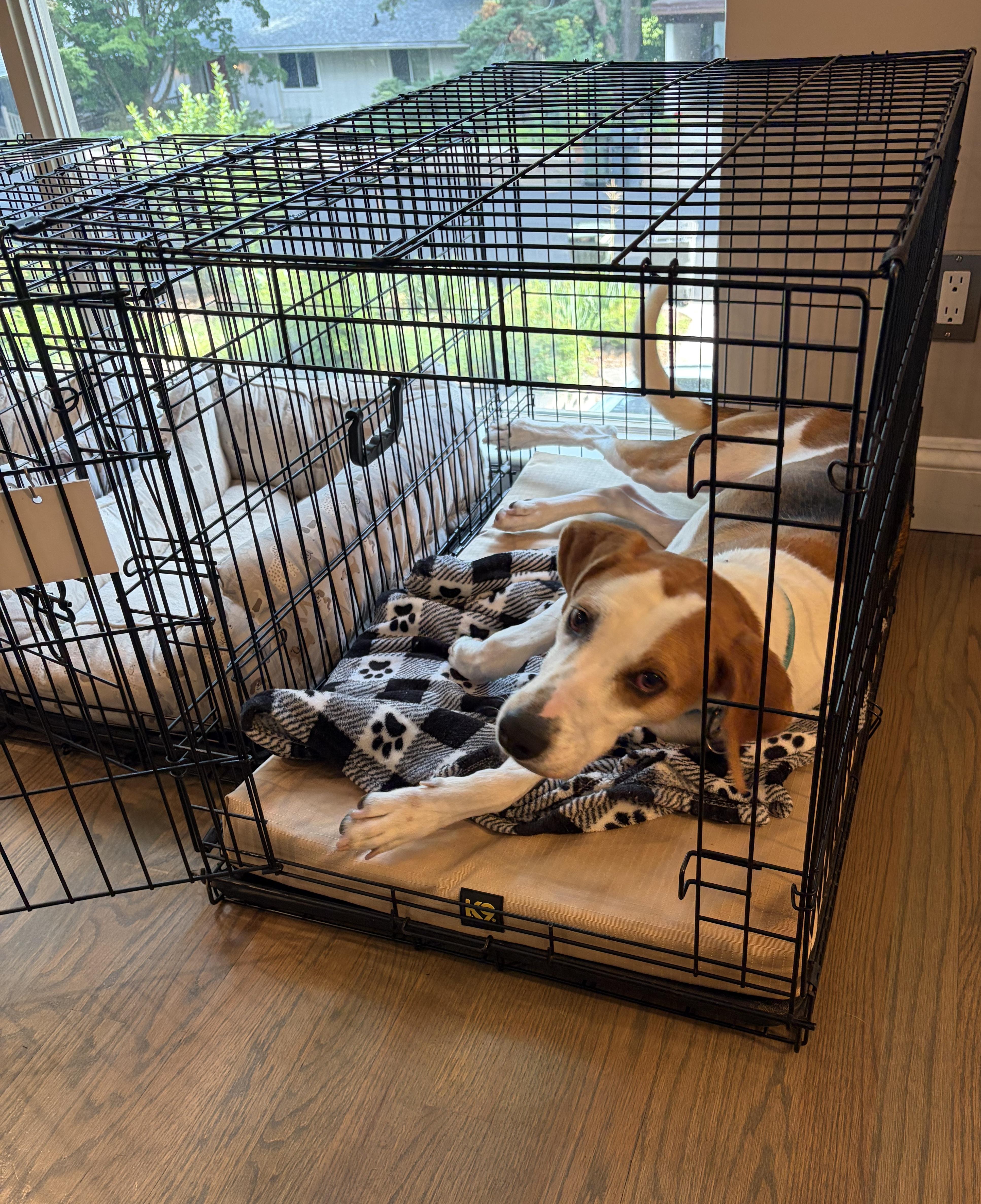 Beau Edgecombe, a Adoptable Foxhound in Waldorf, MD image 2/6