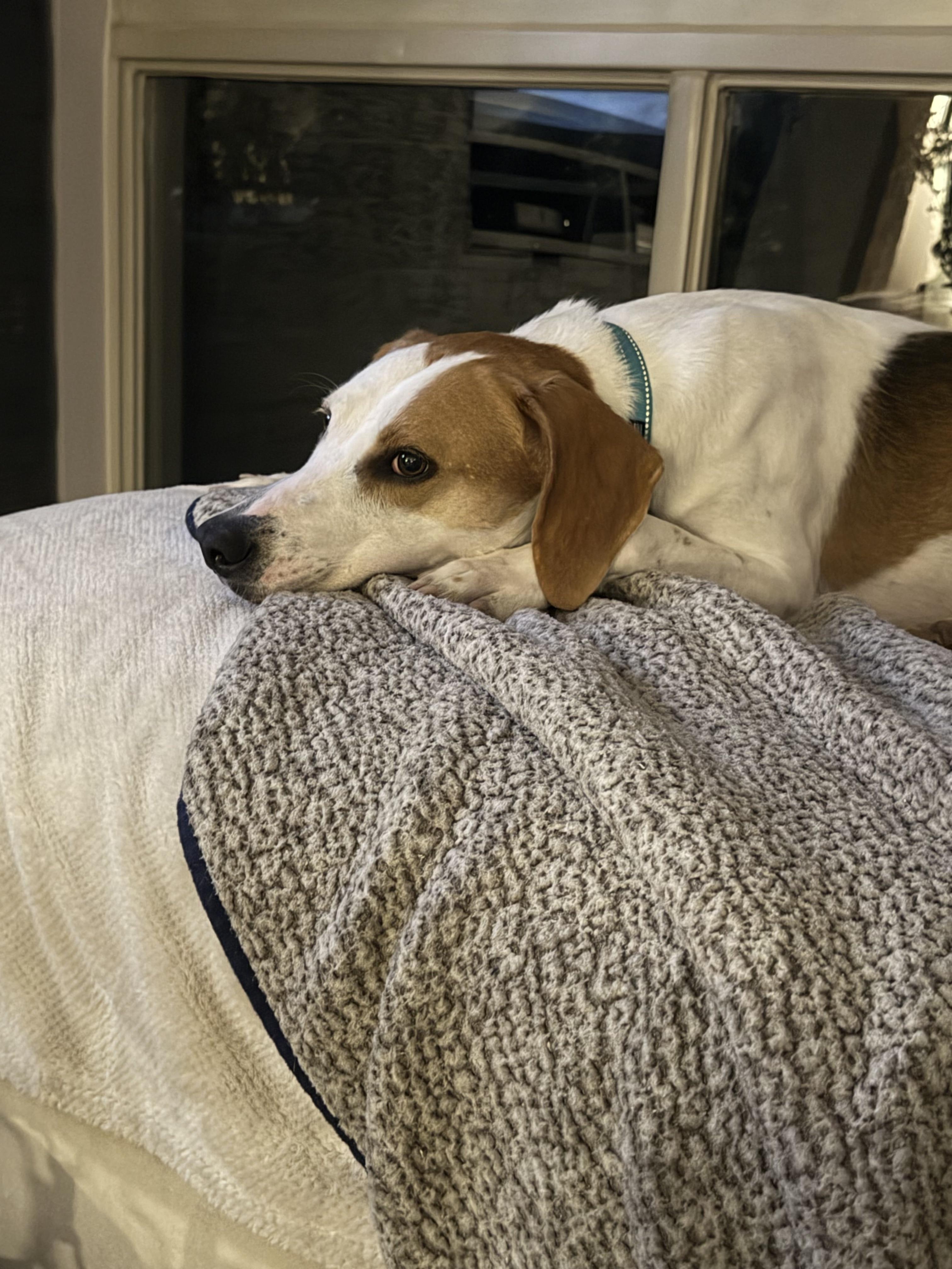 Beau Edgecombe, a Adoptable Foxhound in Waldorf, MD image 3/6