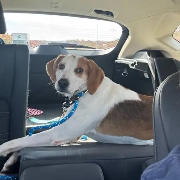 Bones Edgecombe, Adoptable, Adult Male Treeing Walker Coonhound.