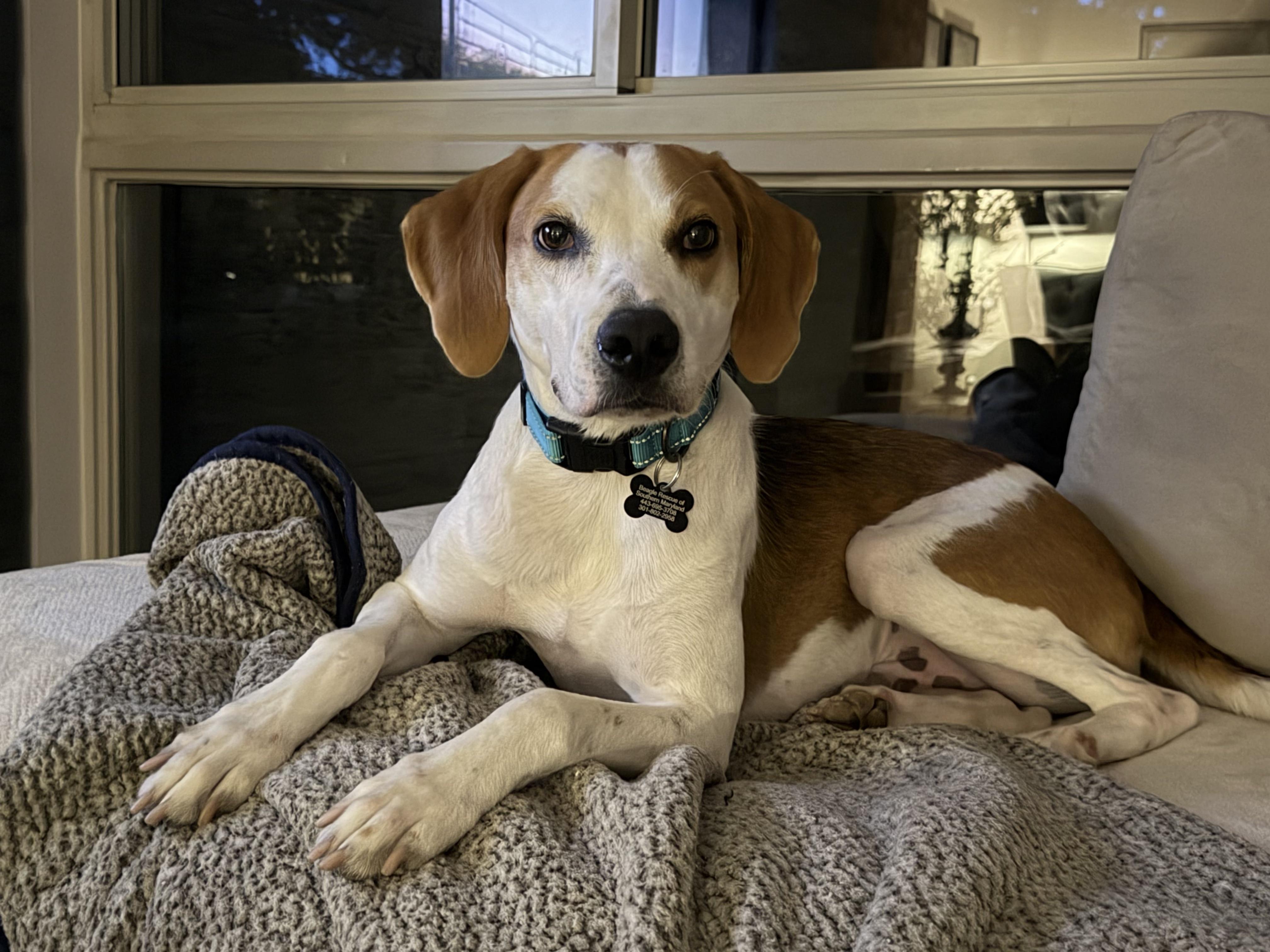 Beau Edgecombe, a Adoptable Foxhound in Waldorf, MD image 1/6
