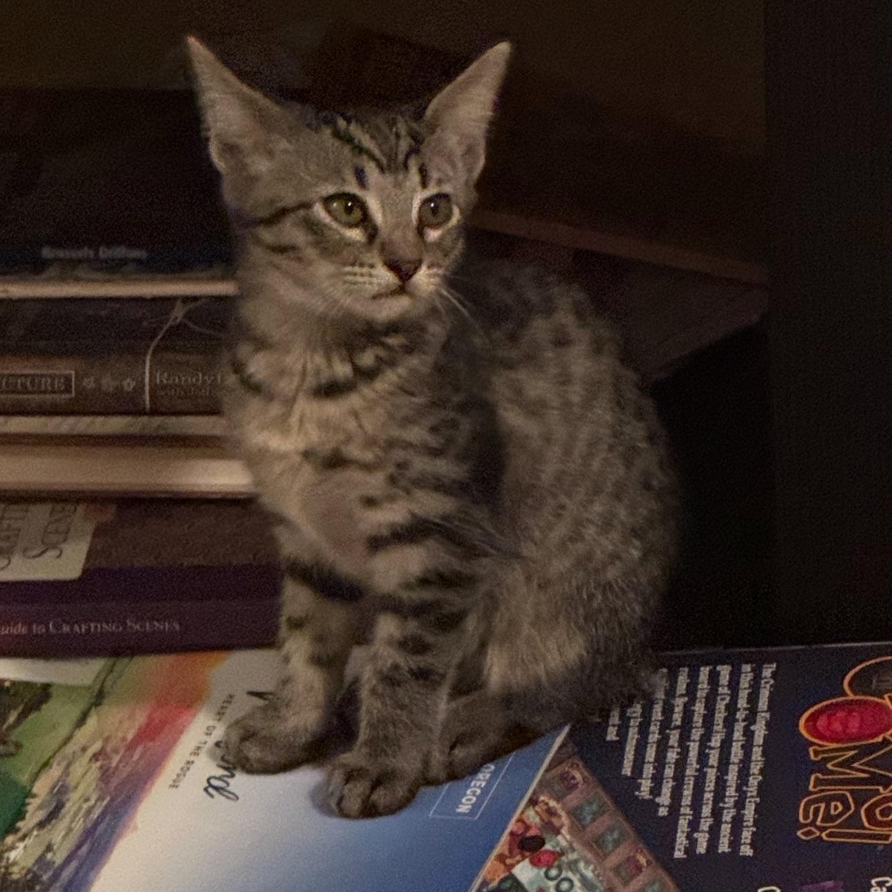 Enlarge Biscuit, a Adoptable Domestic Short Hair in Warrior, AL image 3/6