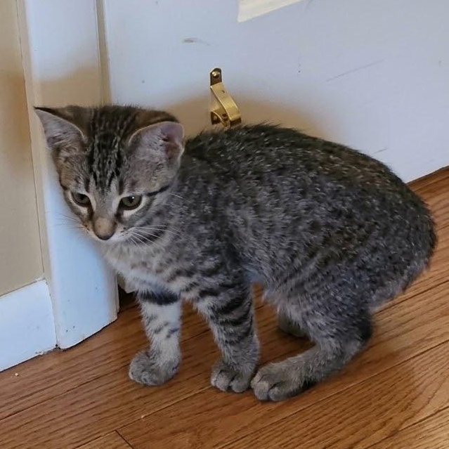 Enlarge Biscuit, a Adoptable Domestic Short Hair in Warrior, AL image 4/6