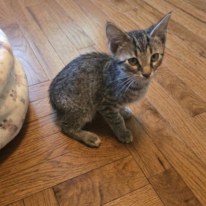 Enlarge Biscuit, a Adoptable Domestic Short Hair in Warrior, AL image 5/6