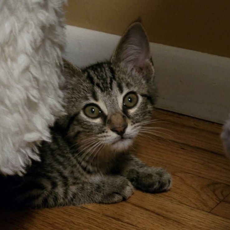 Enlarge Biscuit, a Adoptable Domestic Short Hair in Warrior, AL image 2/6