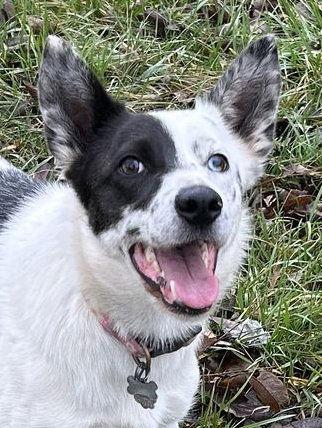 Lilo *COURTESY LISTING, Adoptable, Young Female Border Collie & Australian Shepherd.