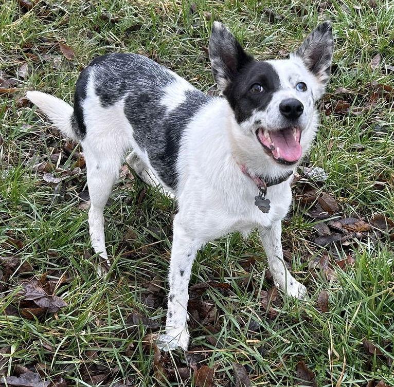 Enlarge Lilo *COURTESY LISTING, a Adoptable mixed breed in Cookeville, TN image 2/3