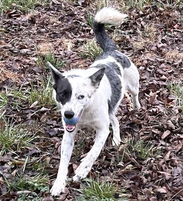 Enlarge Lilo *COURTESY LISTING, a Adoptable mixed breed in Cookeville, TN image 3/3