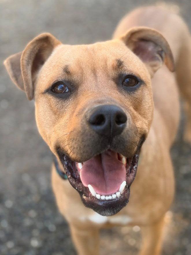 Enlarge *PICHU, a Adoptable Pit Bull Terrier in Woodland, CA image 1/1