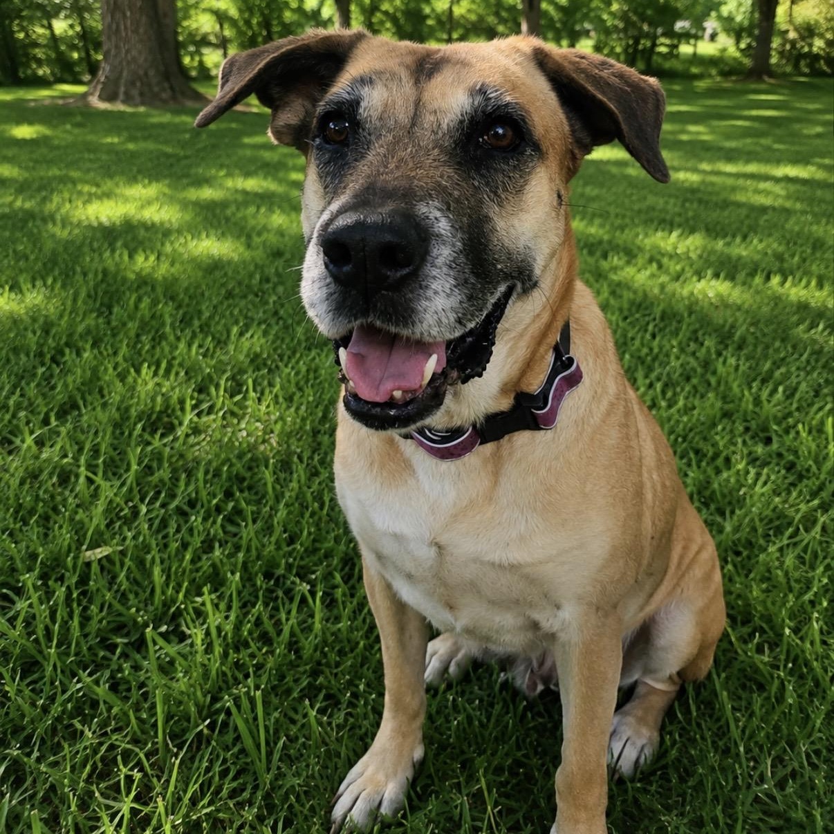 Enlarge Cookie Crumb, a Adoptable mixed breed in New Haven, CT image 2/4