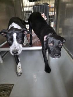 Clover, Adoptable, Adult Female Australian Cattle Dog / Blue Heeler & Pit Bull Terrier.