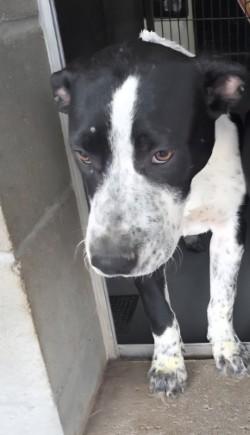 Clover, a Adoptable mixed breed in Edgewood, NM image 2/3