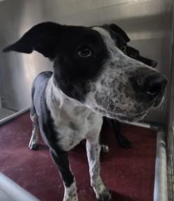 Clover, a Adoptable mixed breed in Edgewood, NM image 3/3