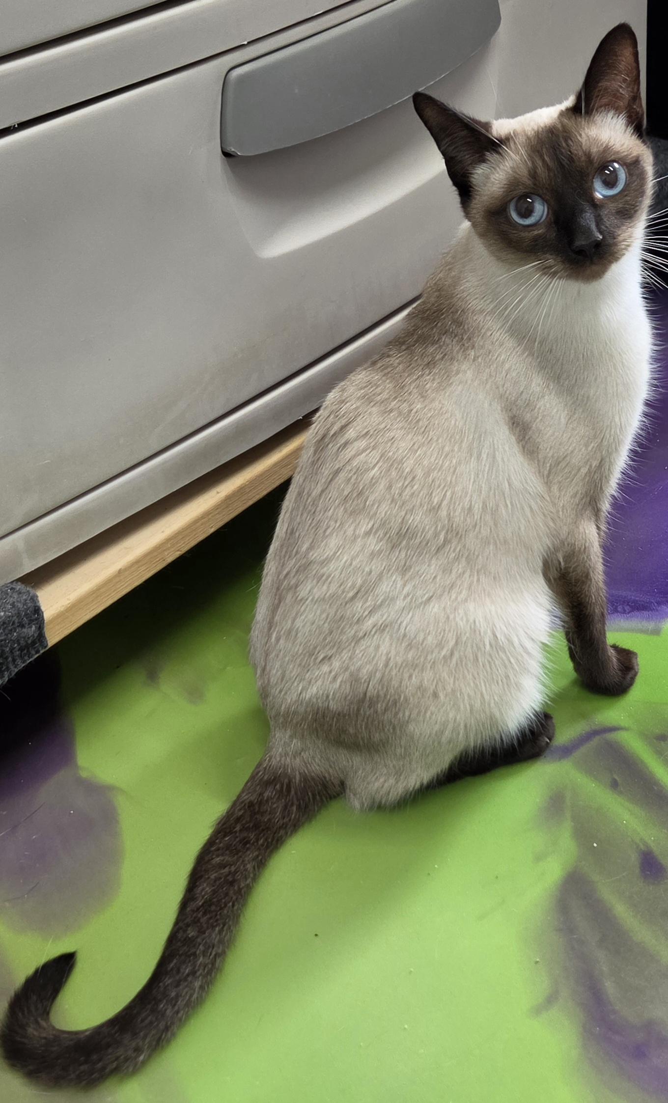 Enlarge Lox, an adopted Siamese in Anna, IL image 2/4