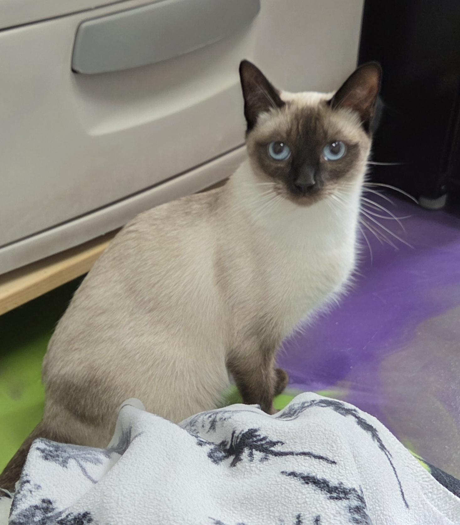 Enlarge Lox, an adopted Siamese in Anna, IL image 3/4
