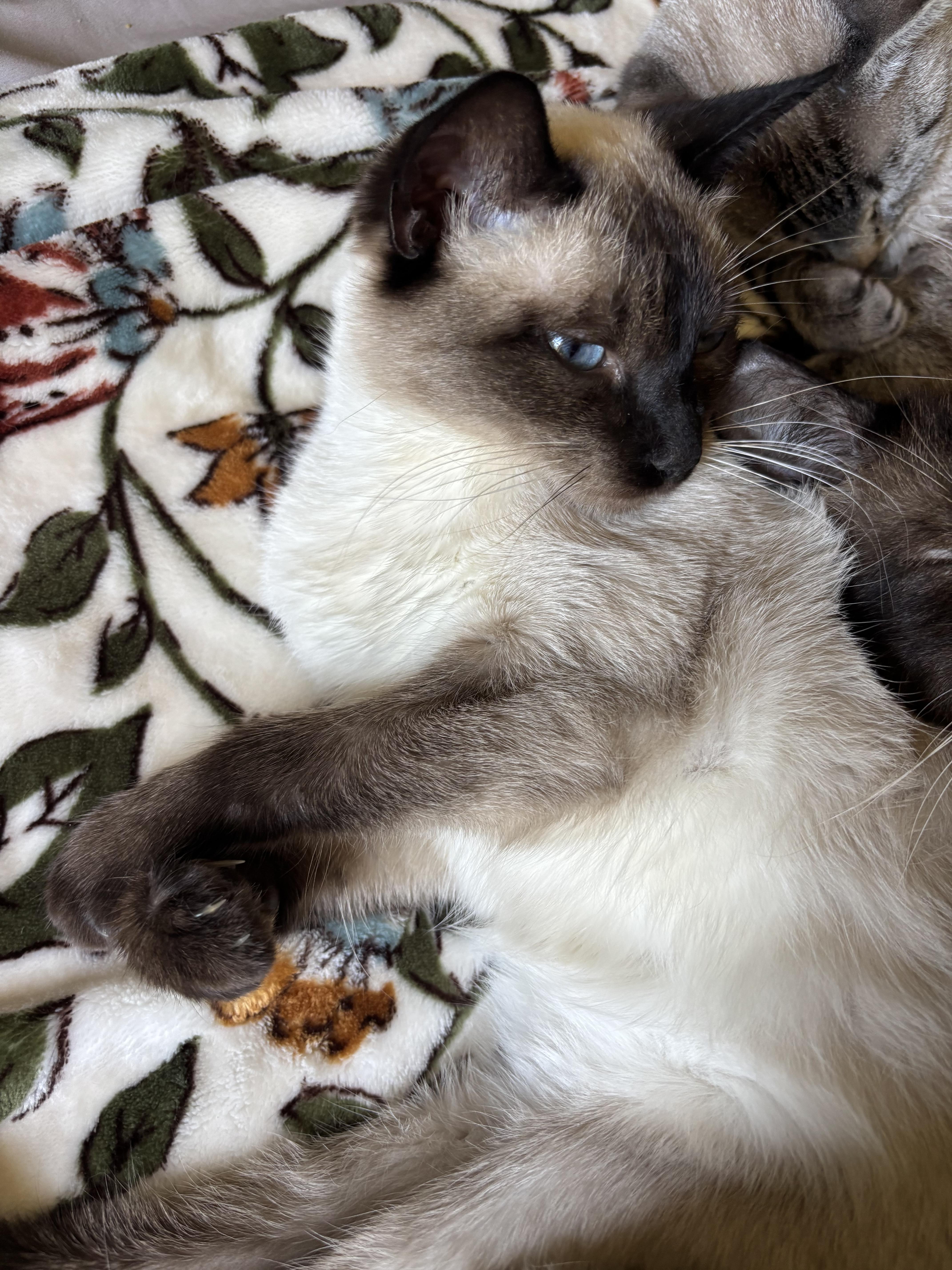 Enlarge Lox, an adopted Siamese in Anna, IL image 4/4