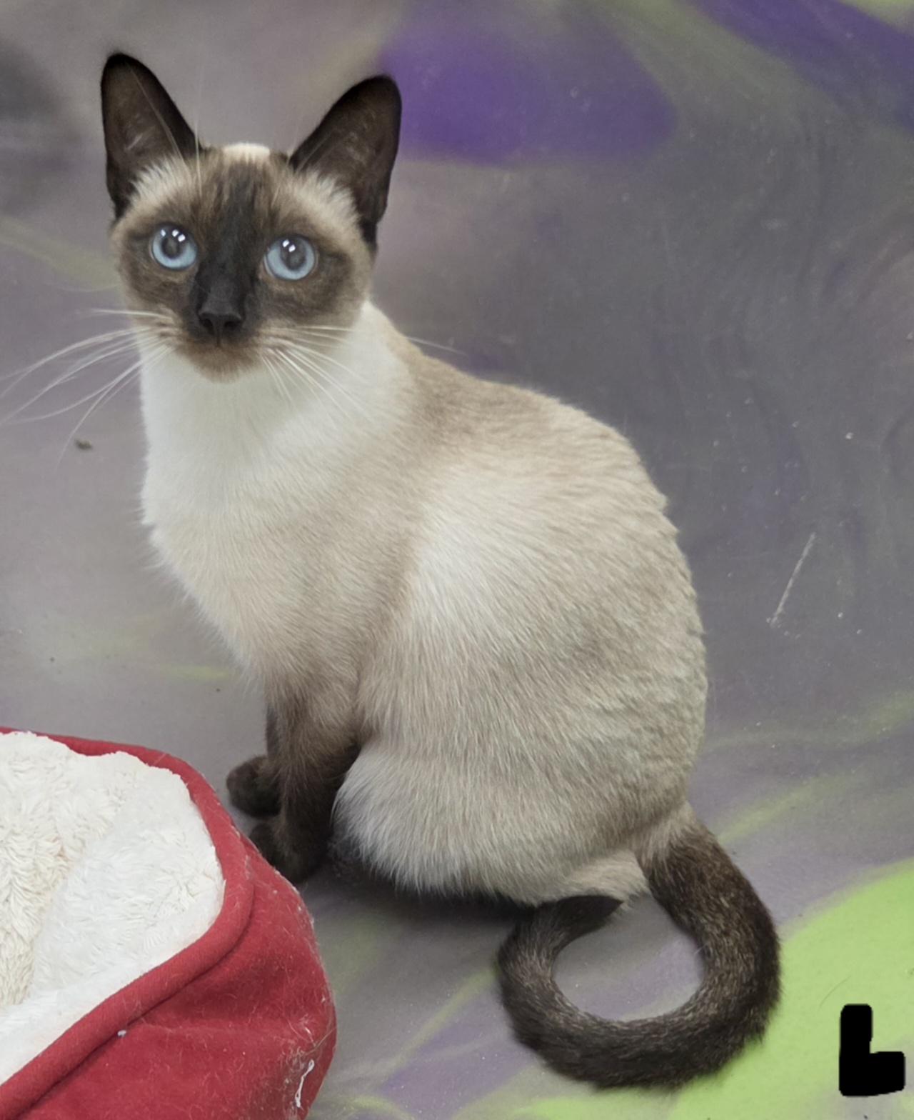 Lox, adopted, Young Female Siamese.