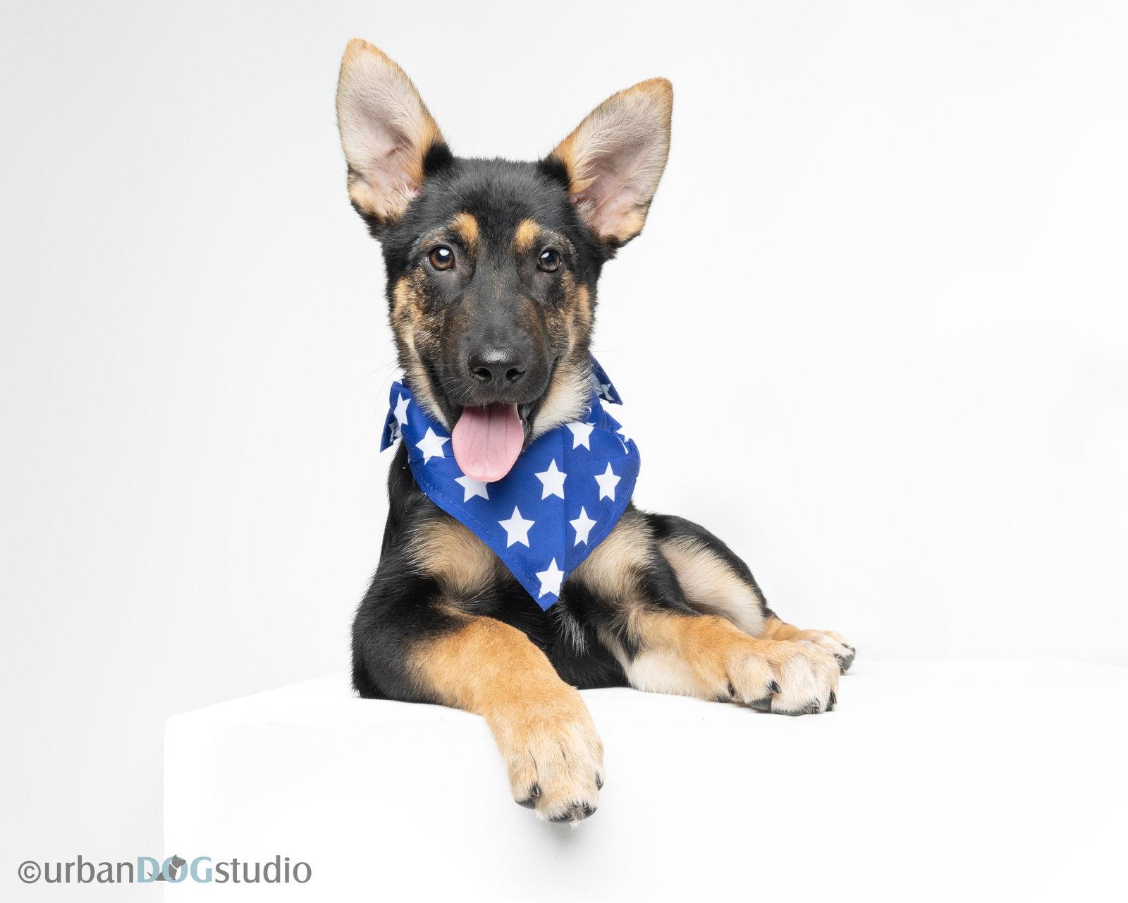 Enlarge Stoney - M, a Adoptable German Shepherd Dog in Tampa, FL image 1/3