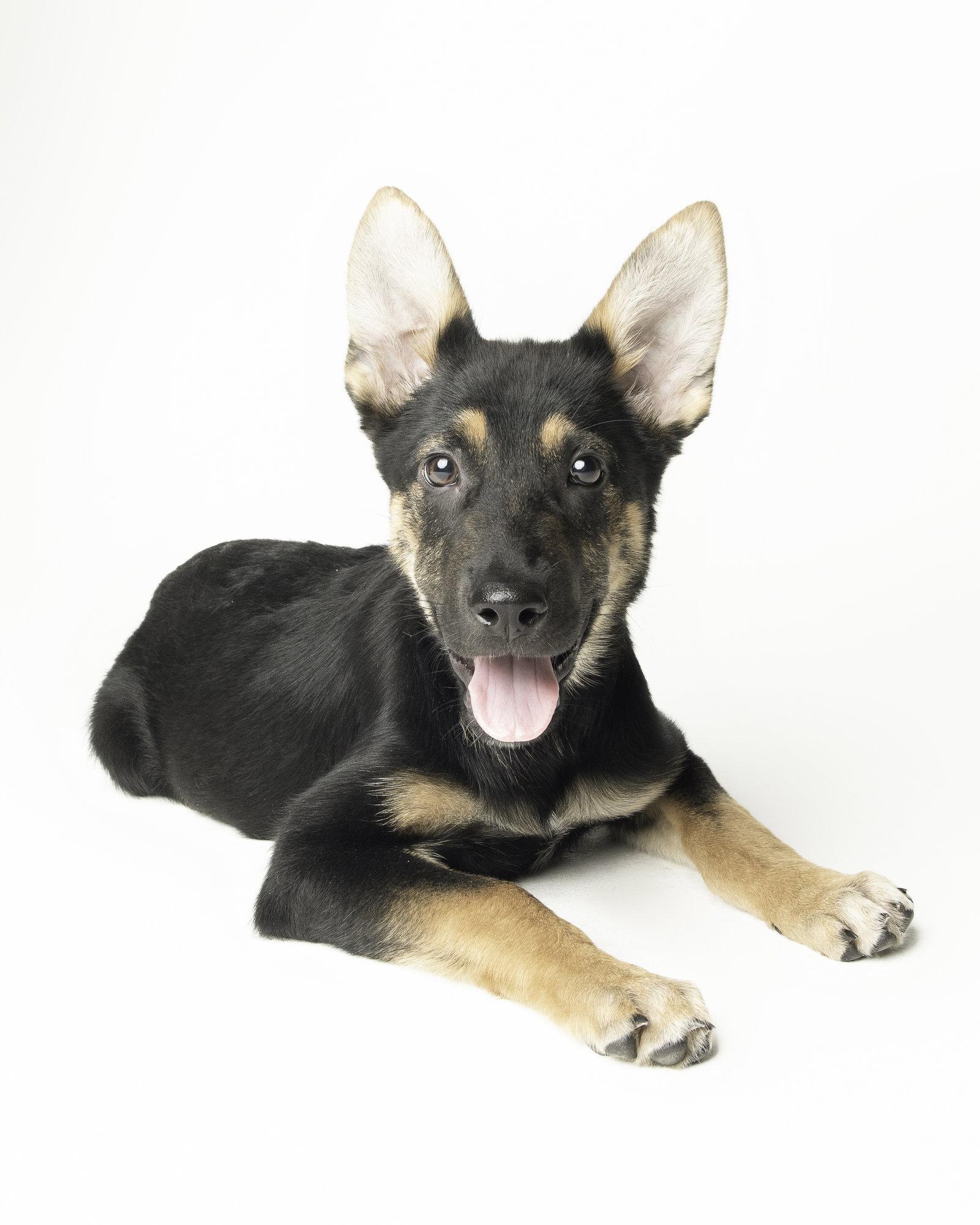 Enlarge Stoney - M, a Adoptable German Shepherd Dog in Tampa, FL image 2/3
