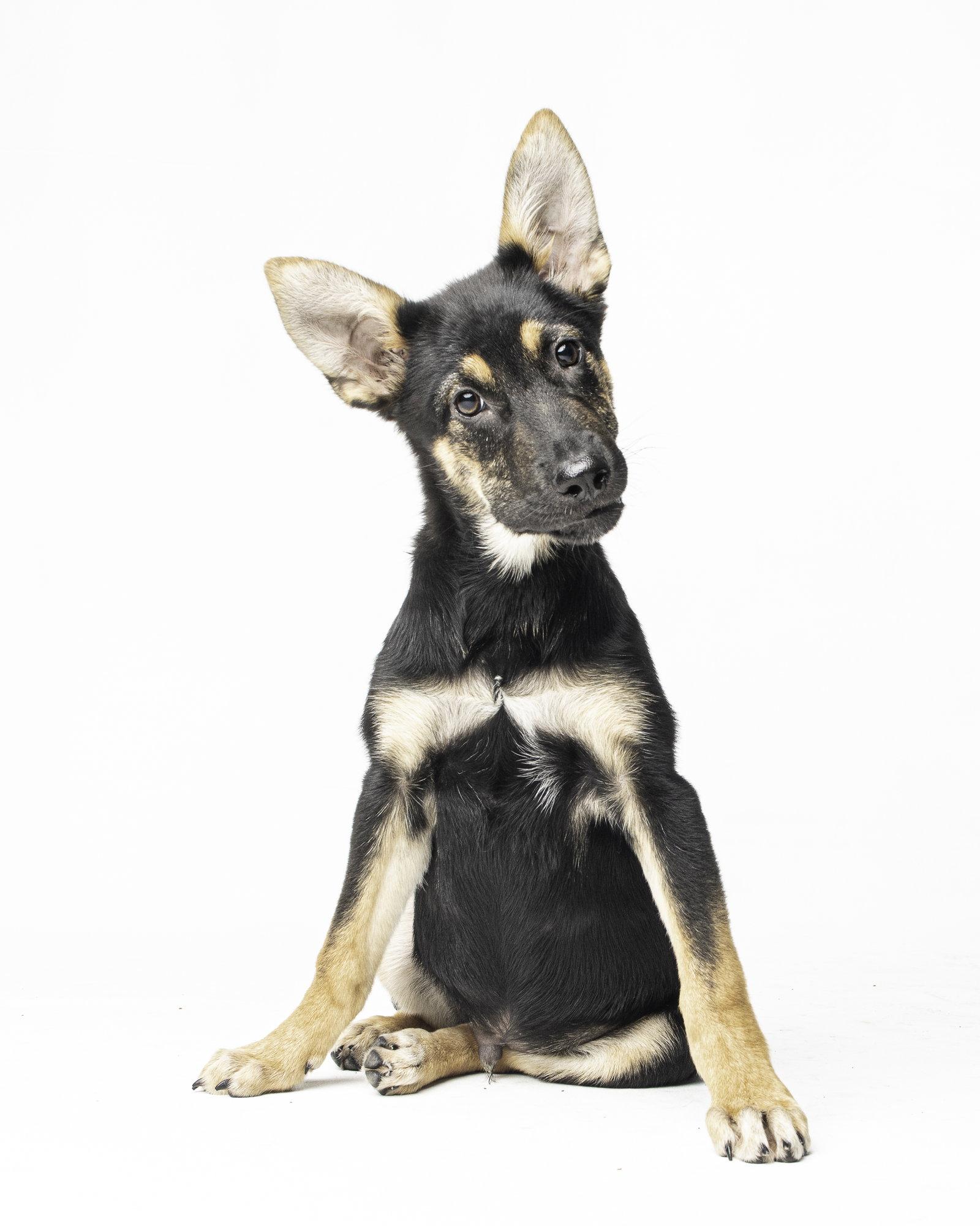 Enlarge Stoney - M, a Adoptable German Shepherd Dog in Tampa, FL image 3/3