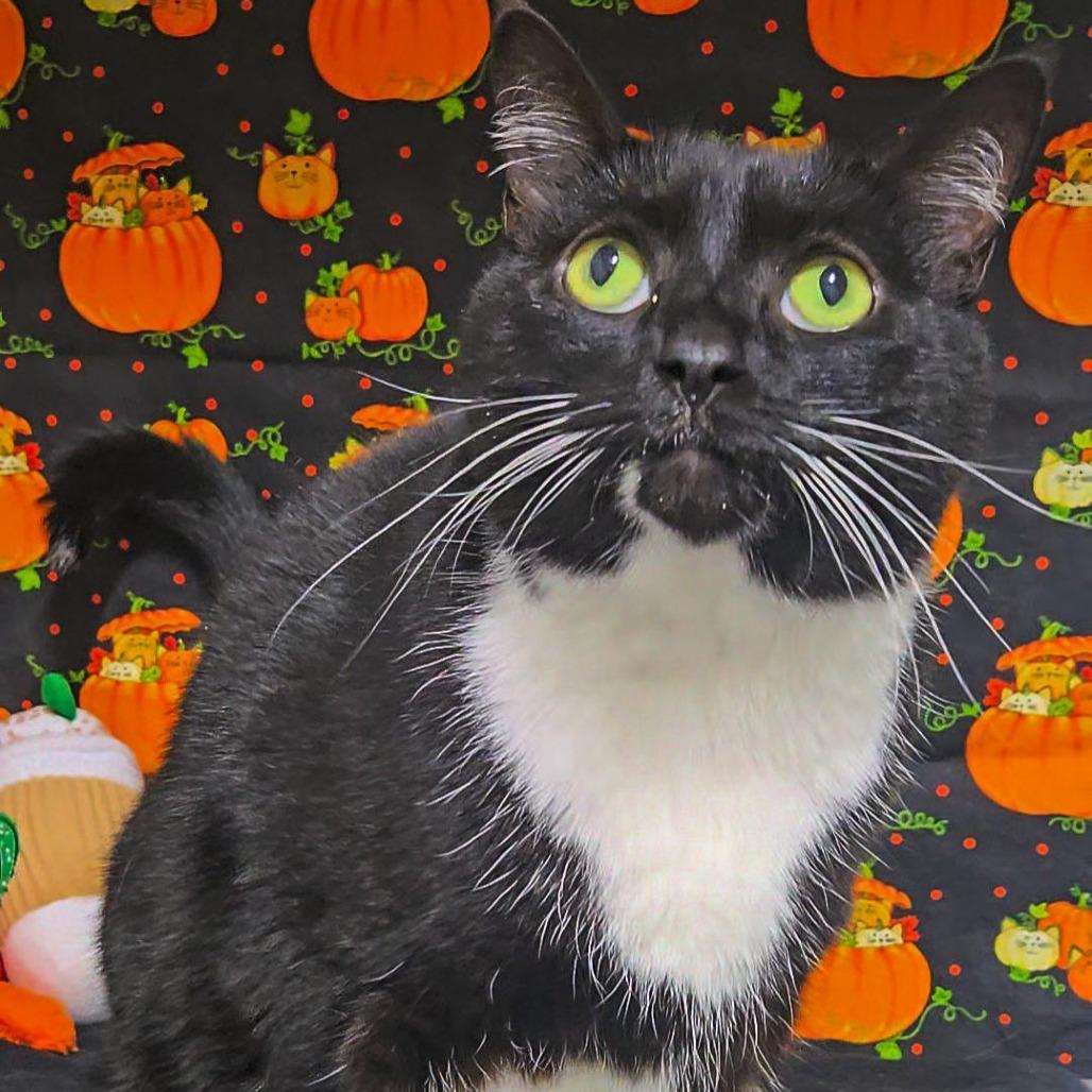 Enlarge Roxie, a Adoptable Domestic Short Hair in Clearwater, FL image 1/2