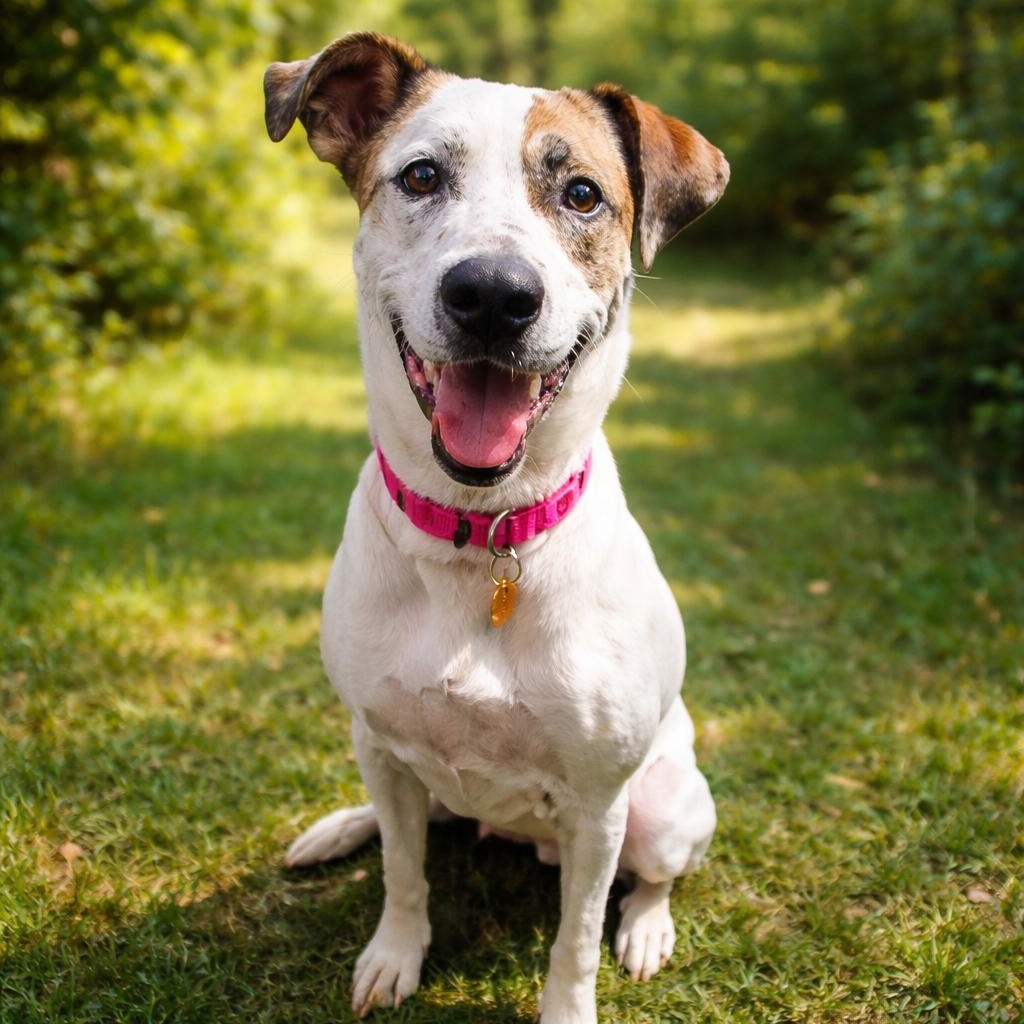 Enlarge Siggy, a Adoptable mixed breed in Springfield, MO image 3/4
