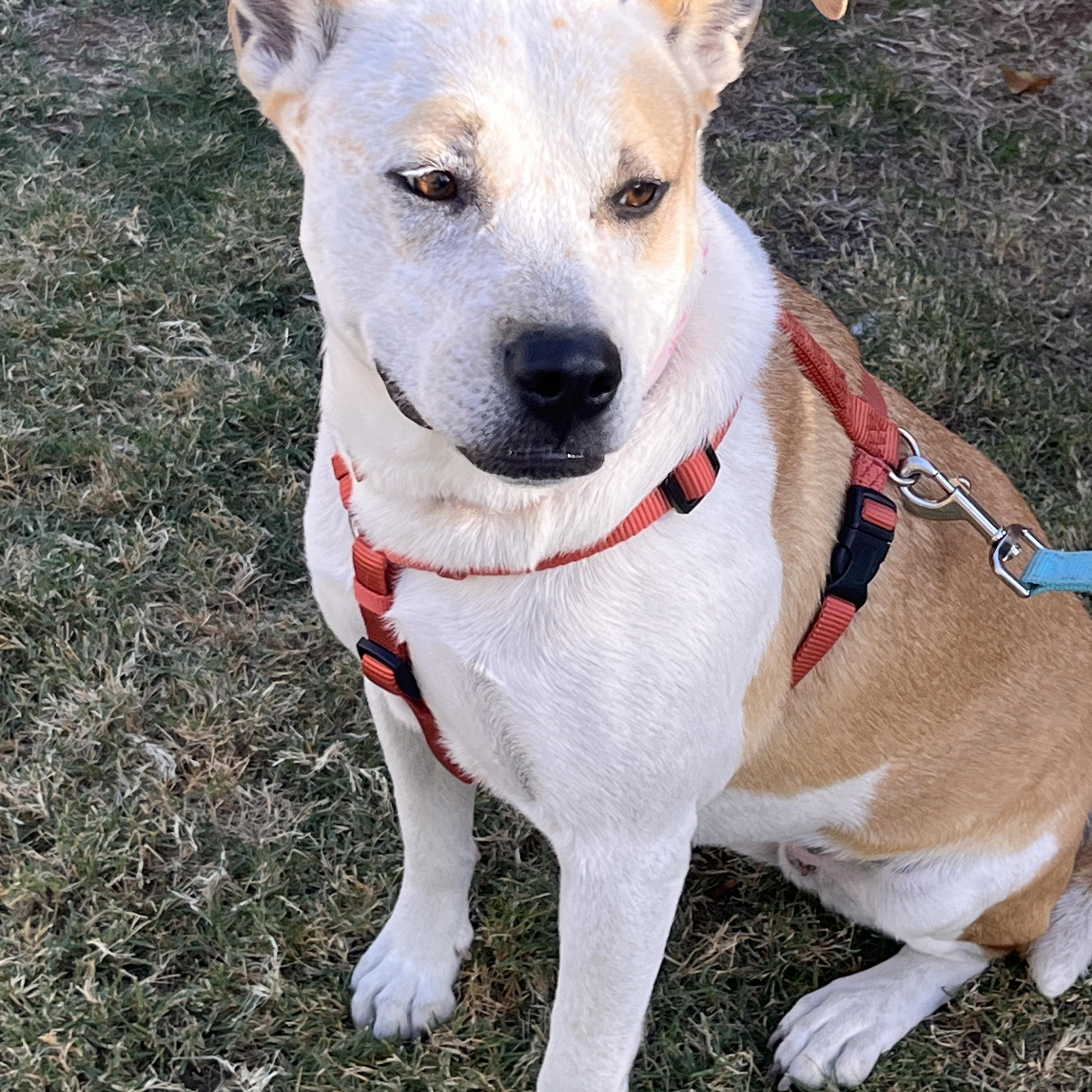 Izzy, Adult Female Hound