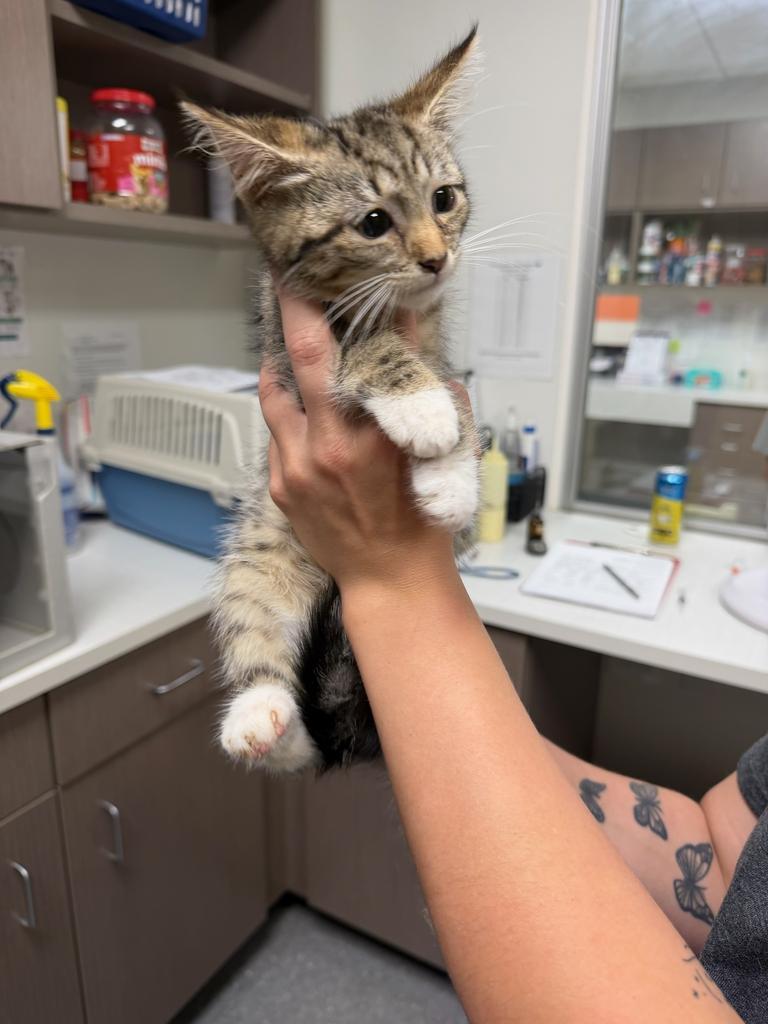Tic Tac Toe, Adoptable, Kitten Female Domestic Medium Hair.