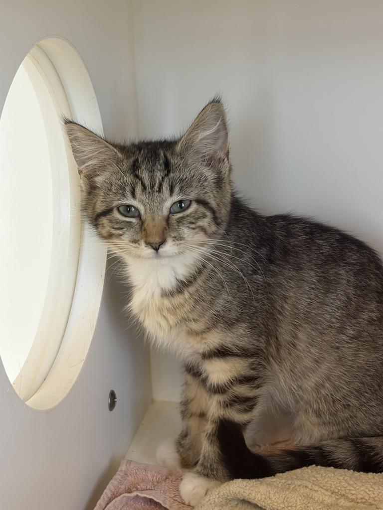 Enlarge Tic Tac Toe, a Adoptable mixed breed in Greenfield, IN image 2/2
