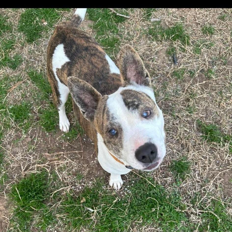 Ginny, a Adoptable mixed breed in Yukon, OK image 2/4