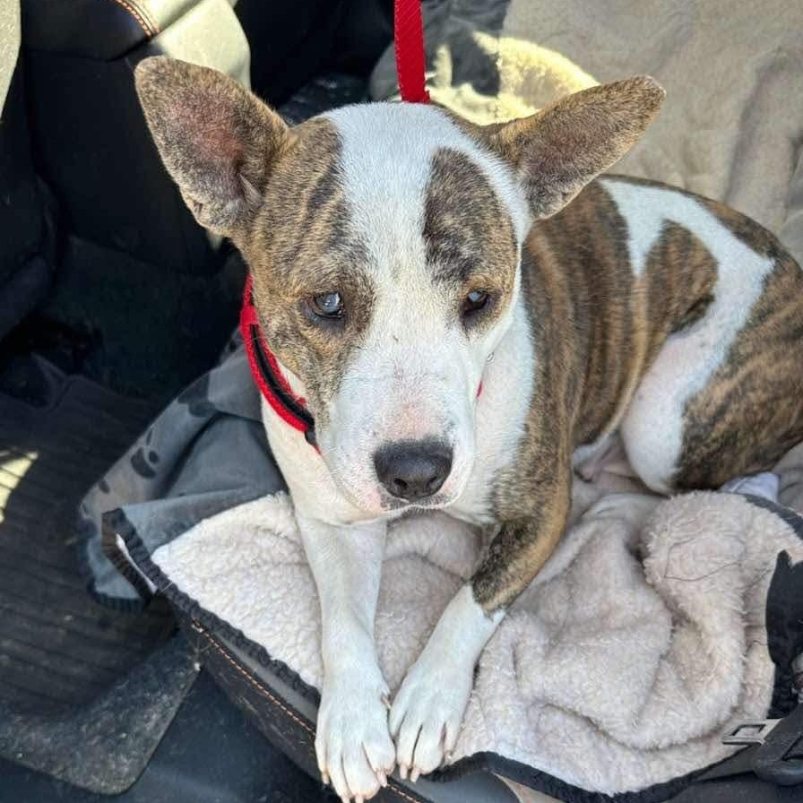 Ginny, a Adoptable mixed breed in Yukon, OK image 4/4