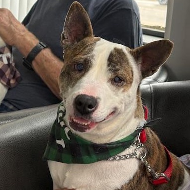 Enlarge Ginny, a Adoptable mixed breed in Yukon, OK image 1/6