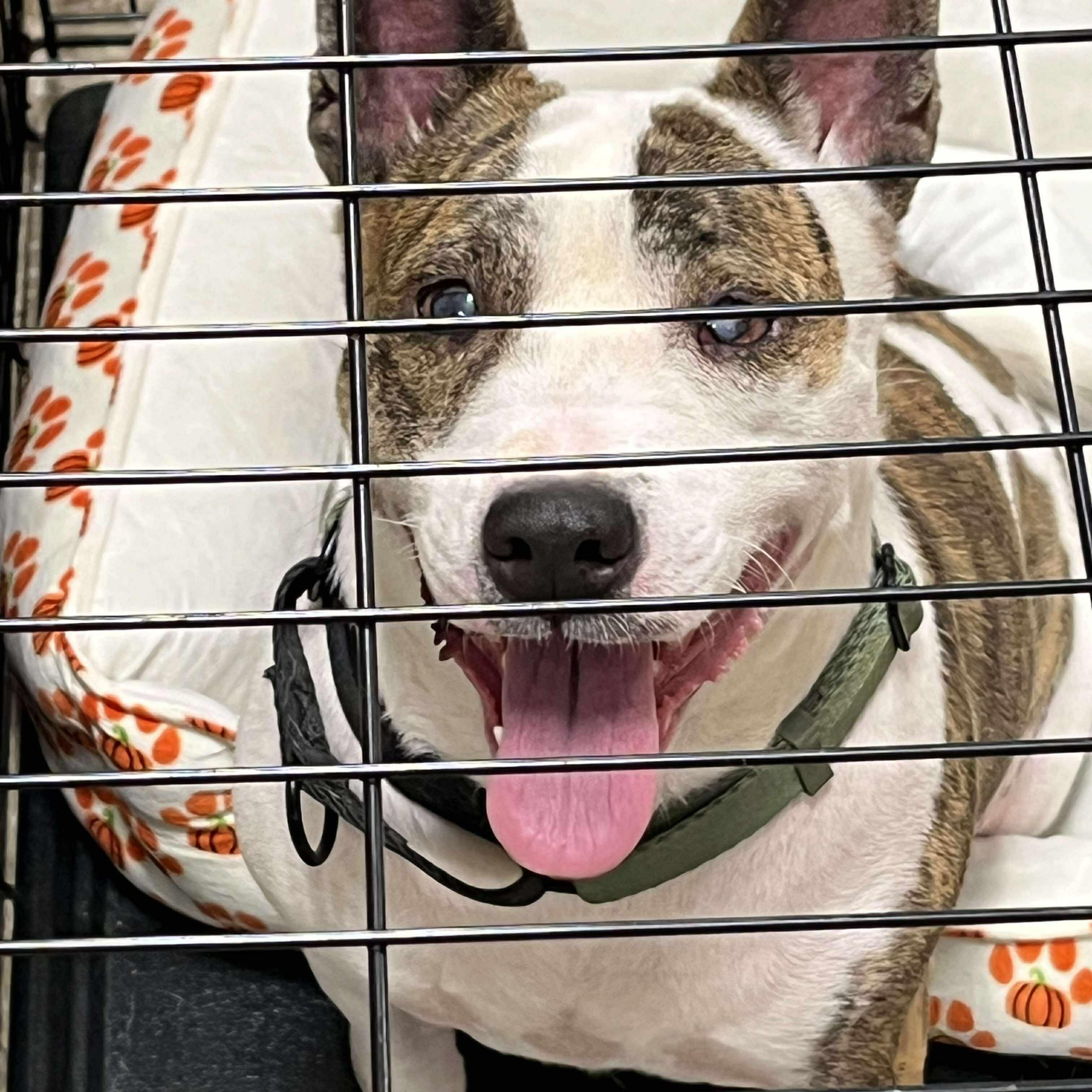 Ginny, a Adoptable mixed breed in Yukon, OK image 3/4