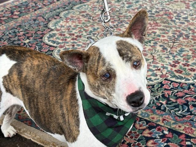 Enlarge Ginny, a Adoptable mixed breed in Yukon, OK image 2/6